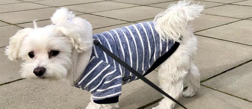 Dobra wiadomość dla właścicieli psów. W Szczecinie znika podatek za ich posiadanie