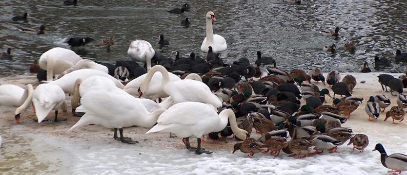 Strzeż się dzikich piór. Nie tylko w Szczecinie i Policach