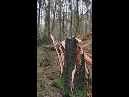 Zniszczenia w Lesie Arkońskim po wichurach