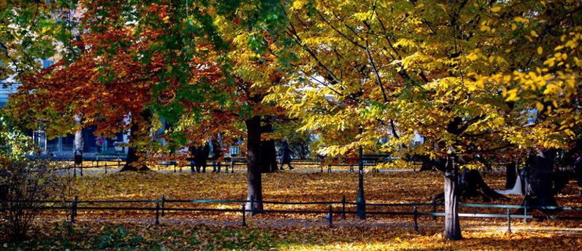 Dlaczego liście zmieniają kolor, a jesienne owoce są wyjątkowo zdrowe