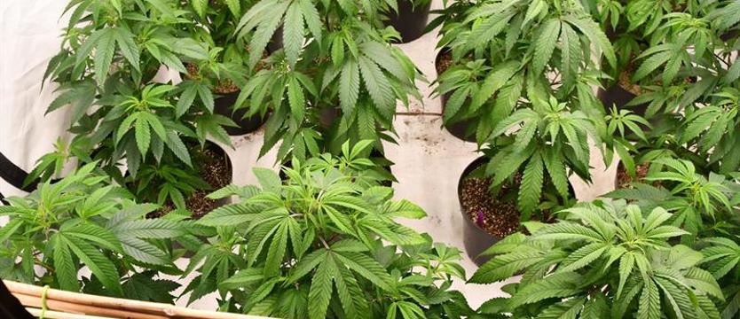 Plantacja marihuany pod Stargardem zlikwidowana! Skonfiskowano ponad 4 kg narkotyku