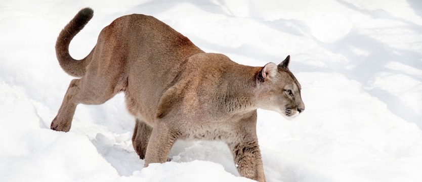 Dziki kot na terenie kompleksu leśnego w miejscowości Strachomino