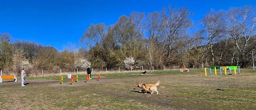 Wybiegi dla psów – rekreacja dla wszystkich. Labirynt i cztery łapy