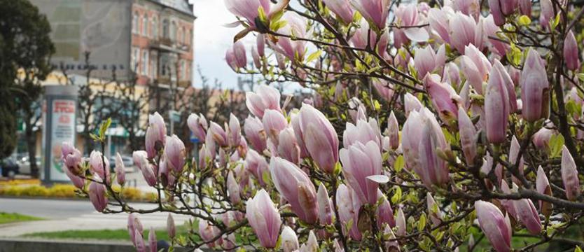 O zielonych sekretach Szczecina w Morskim Centrum Nauki