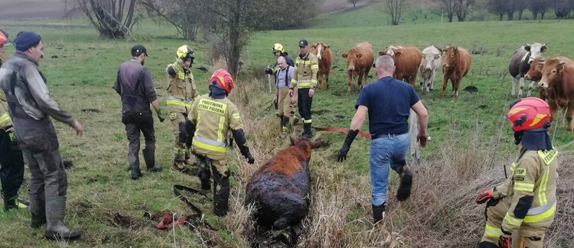 Krowa utknęła w rowie z błotem. Na pomoc ruszyli strażacy