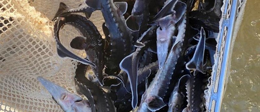 Jesiotry ostronose w wodach Odry
