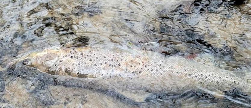 Gnojówka w Goścince? Ktoś zanieczyścił lewy dopływ Parsęty