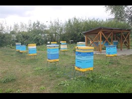 Wsparcie na karmę dla pszczół
