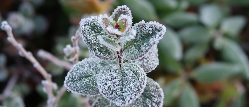 IMGW ostrzega przed przymrozkami i gęstą mgłą
