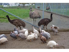 Szczecińskie emu będą miały nowy dom. Ze zwierzętarni do ogrodu zoologicznego