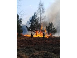 Średnie zagrożenie pożarowe, ale od początku roku lasy paliły się już 42 razy