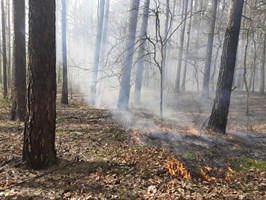 Płonął las w rejonie Dąbia. Znowu przez podpalacza