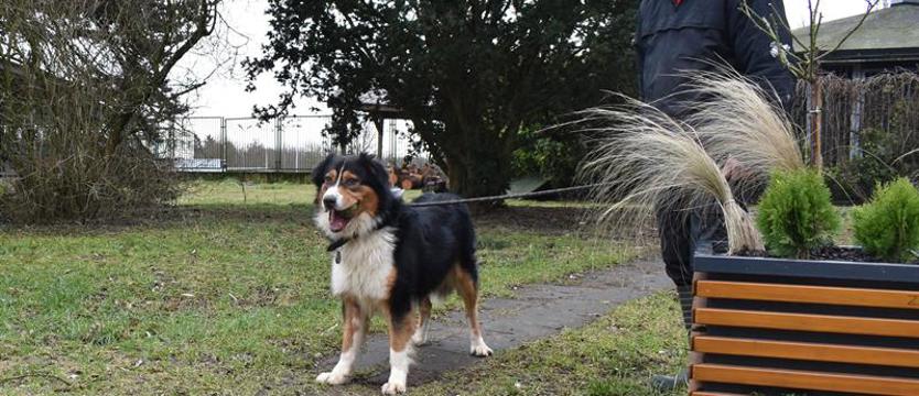 Australijczyk w Szczecinie