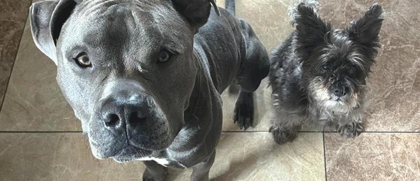 Kto zadba o psy i koty?