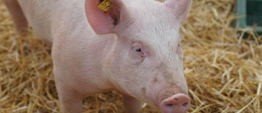 Ognisko ASF w małym gospodarstwie w powiecie łobeskim