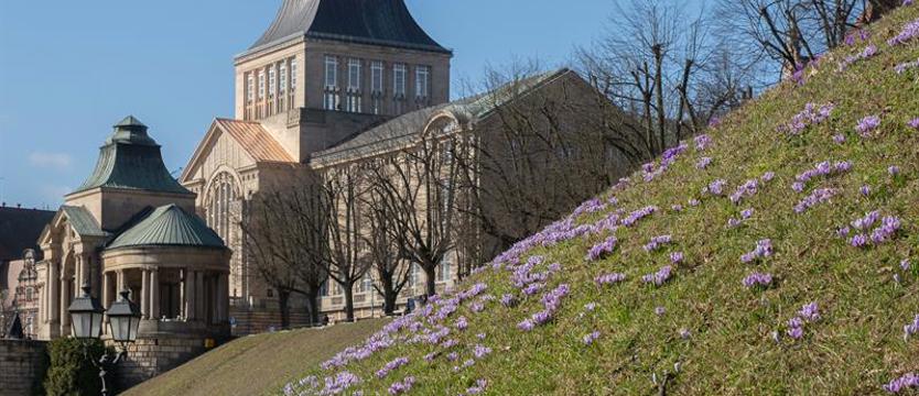 Wiosenne przebudzenie w mieście. Fioletowy dywan powraca