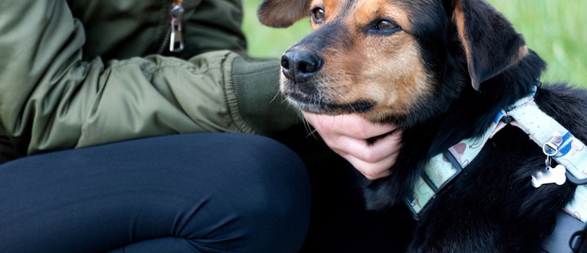 Zwierzęta zmieniają nasze życie na lepsze - Mars Polska wspiera programy adopcyjne, edukacyjne i terapeutyczne