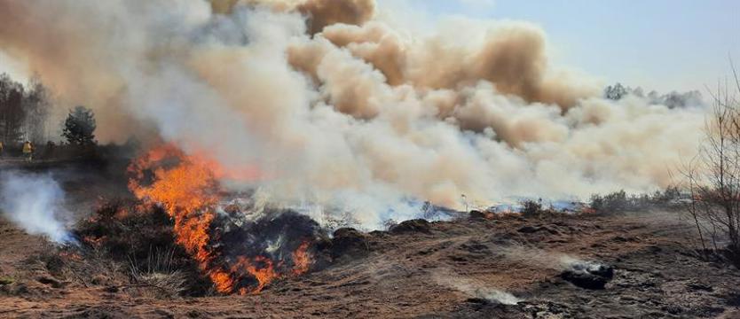 Wiosny zły płomień. Fakty nie mity