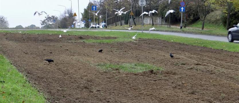 Łąki kwietne za trawniki