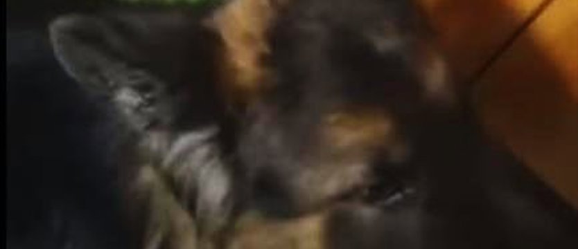 Bestialstwo w białogardzkim schronisku dla zwierząt. Kierownik znęcał się nad psem