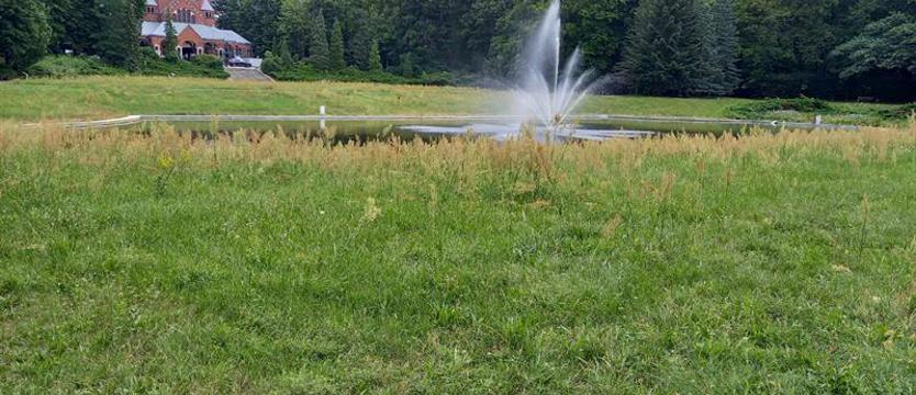 Chaszcze wśród krzyży. Zaniedbana zieleń Cmentarza Centralnego