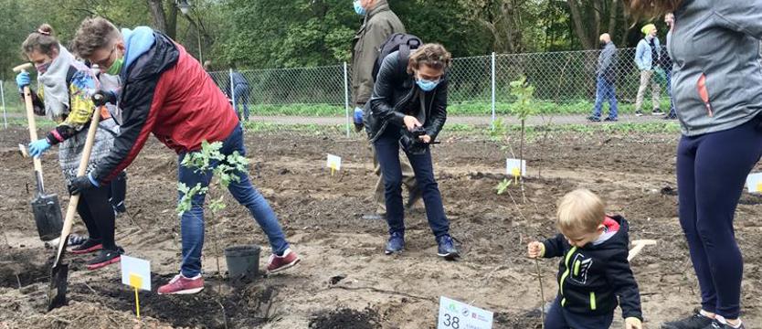 Kiedy (wreszcie) powstanie szczeciński bank nasadzeń?