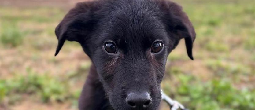 Oszustwo metodą na... szczeniaka. TOZ: Adoptuj – nie kupuj