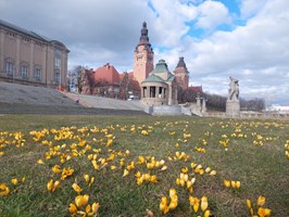 Krokusowe łany cieszą już w wielu miejscach Szczecina. Przyroda budzi się do życia 