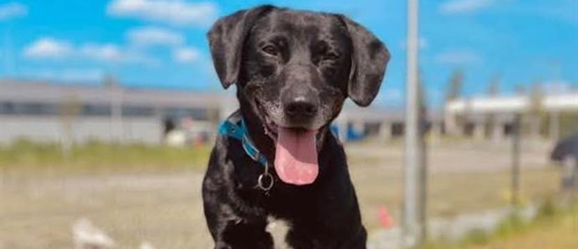 Miliony na opiekę i zapobieganie bezdomności. Szczecin z sercem dla zwierząt