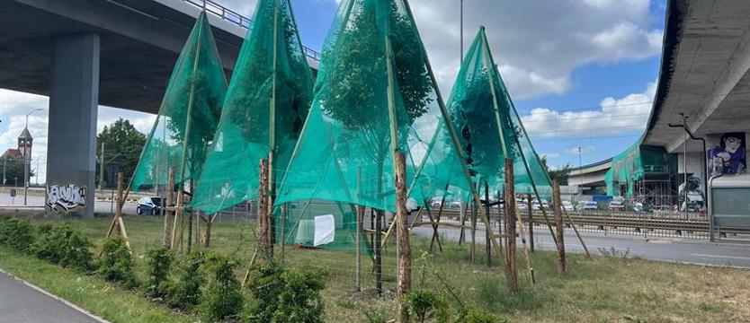 Drzewa chronione podczas prac na Trasie Zamkowej