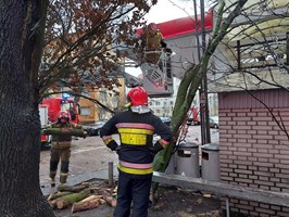 Silny wiatr powala drzewa w Szczecinie. Są poszkodowani