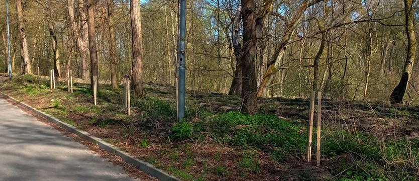 Posadzili 30 tys. sadzonek drzew w Szczecinie
