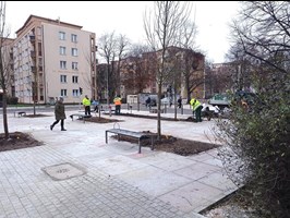 W Szczecinie przybędzie młodych drzew