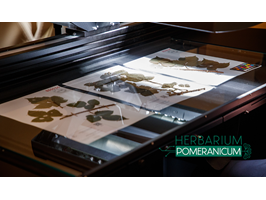 Powstaje Herbarium Pomeranicum. Cyfrowy zielnik współtworzy Uniwersytet Szczeciński