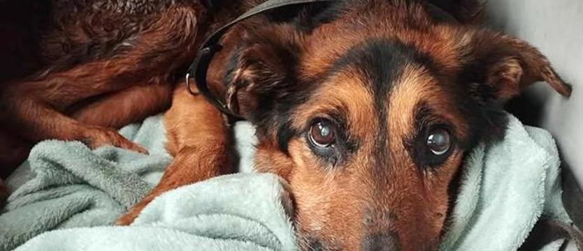 Jedno psie życie: ból długotrwałej agonii i potworna bierność jej świadków