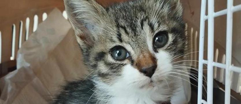 Alarm dla kociaków. Dużo zwierzaków – karmy coraz mniej