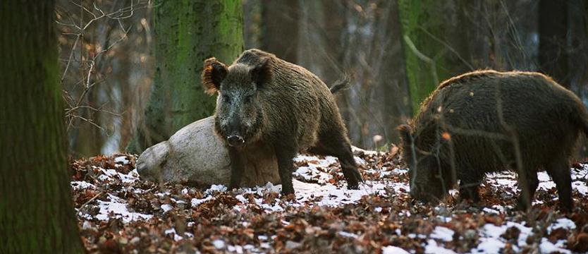 Zagrożenie ASF – tysiące sztuk do odstrzału. Na dziki obława