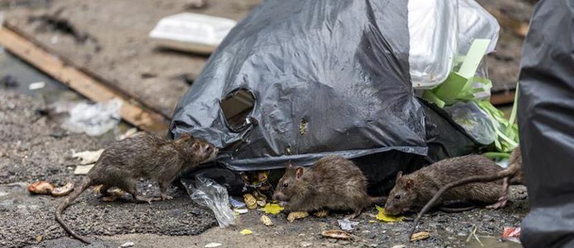 Plaga szczurów na północy miasta
