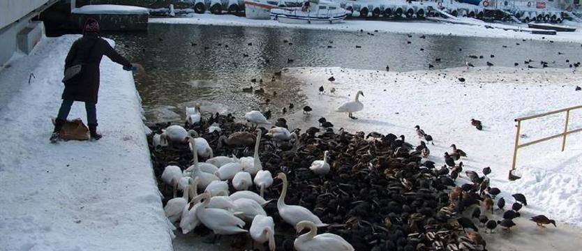Zima, pazury i pióra. Możesz – pomóż, byle z głową