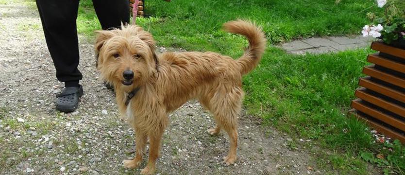 Weź mnie KURIEREM do domu. Życiowy kumpel dla Rudiego