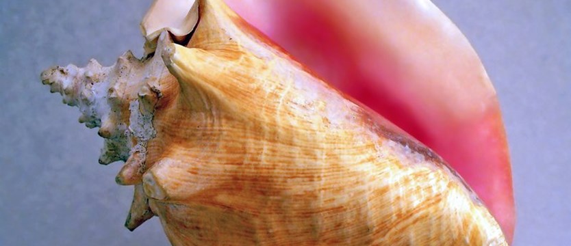Udaremniono przemyt muszli ślimaka zagrożonego wyginięciem