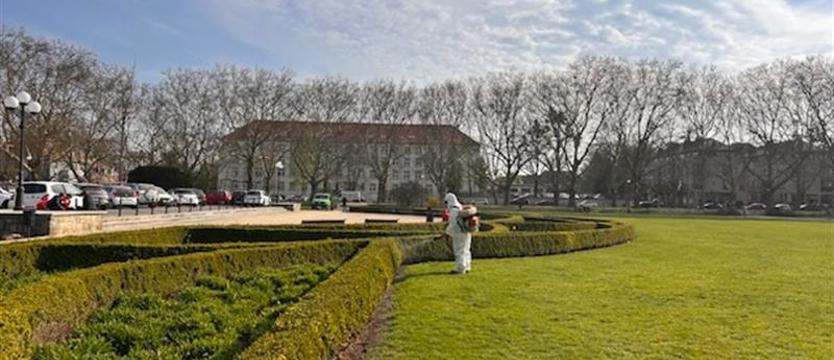 Miasto walczy z ćmą bukszpanową