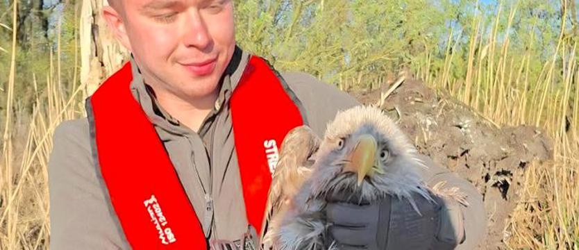 Ratownicy uratowali osłabionego bielika