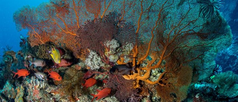 Podwodny świat Mikronezji. Piątkowa wystawa w Technoparku