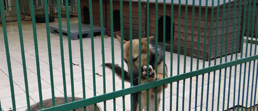 Wypowiedzenie za wpis