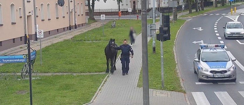 Koń biegał po ruchliwych ulicach. Interweniowała policja