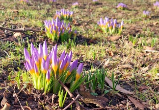 Jak dobrze znasz wiosnę?