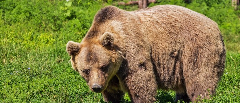 Decyzja z Warszawy: Odstrzelić trzy niedźwiedzie!