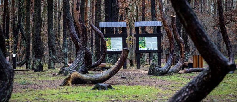 Naukowcy pomogą odtworzyć Krzywy Las. Podpisano porozumienie