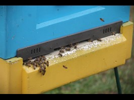 Wsparcie na karmę dla pszczół